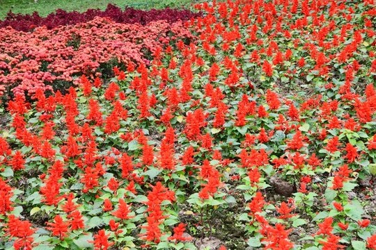 花園