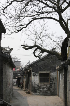 古鎮(zhèn)古樹