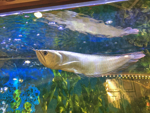 銀龍魚