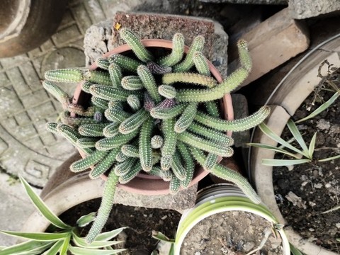 仙人指
