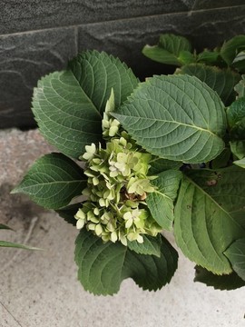 繡球花