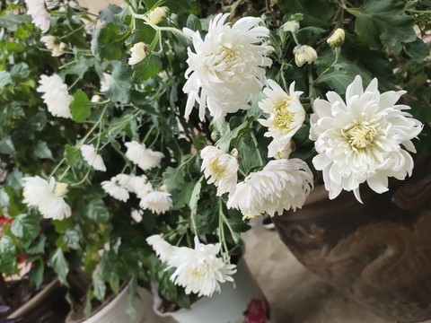 白菊花