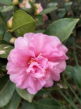 茶花