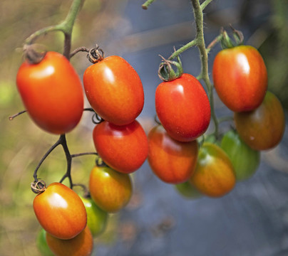 西紅棗