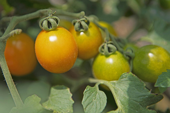 西紅棗
