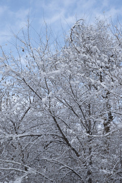 雪林