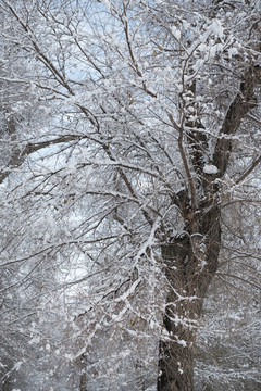冬雪
