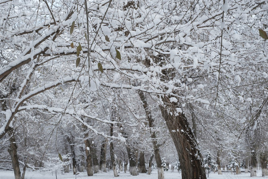雪景