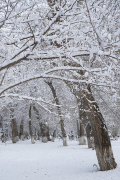 雪景