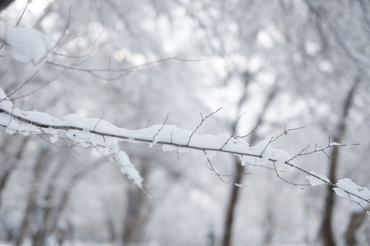 雪林