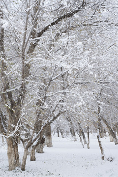 雪林