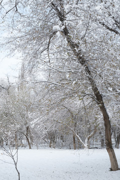 雪林