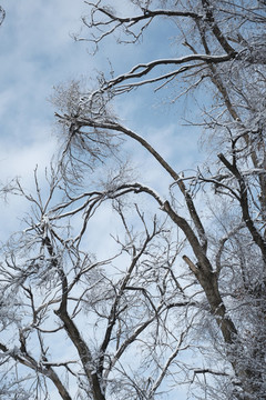 冬雪