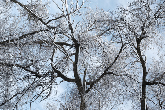 雪林