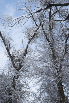 雪林