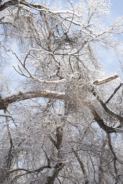 冬雪