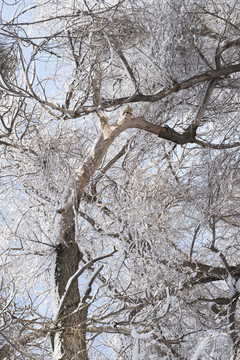 雪景
