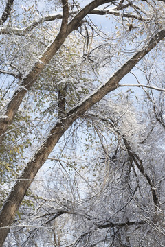 雪景