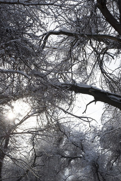 雪林