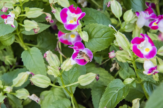 蜜蜂采蜜