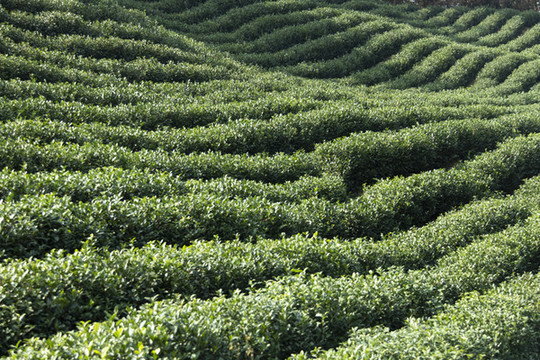 茶田