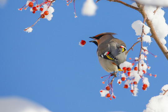 太平鳥十二黃枝頭嬉戲吉祥覓食喜