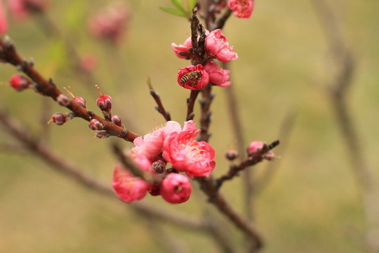 桃花