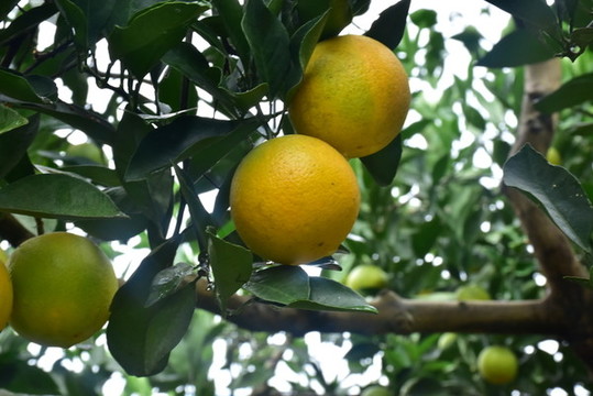 麻陽冰糖橙