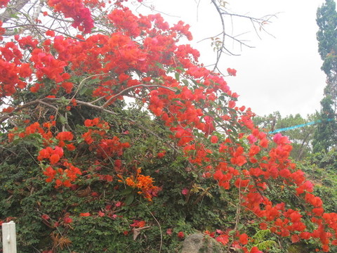 葉子花