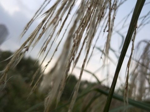 蘆葦