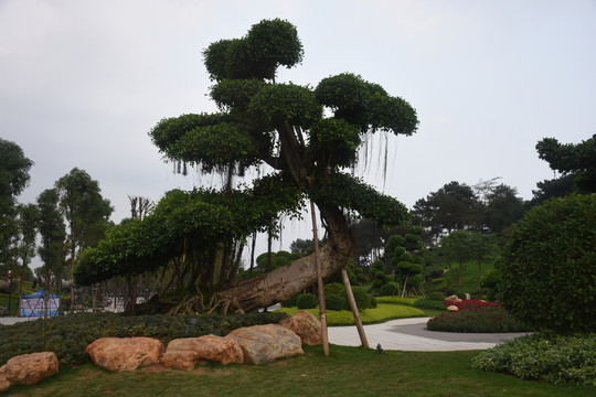 景觀