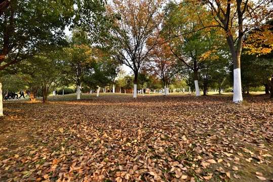 公園秋色