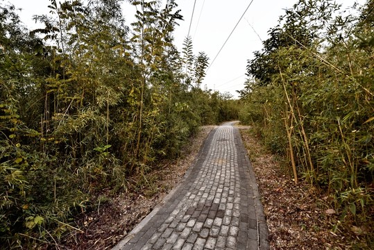 秋天秋景小路