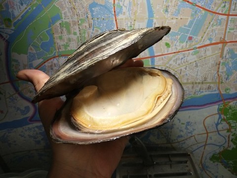 水蚌