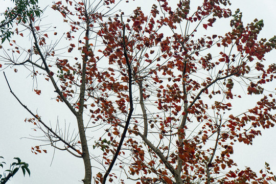 秋天紅葉