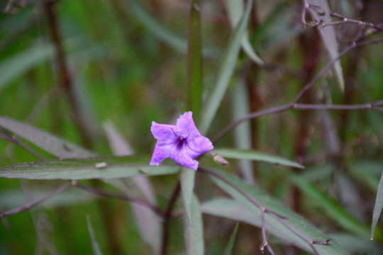 藍(lán)花草