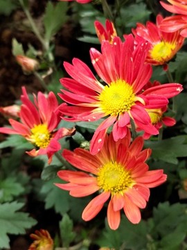 野菊花