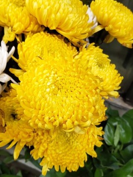 黃菊花