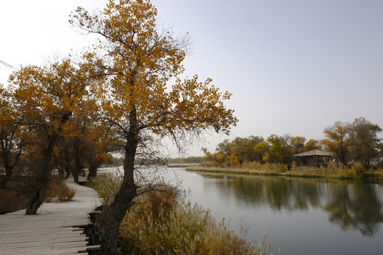 胡楊林公園