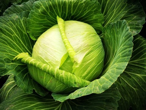 卷心白菜