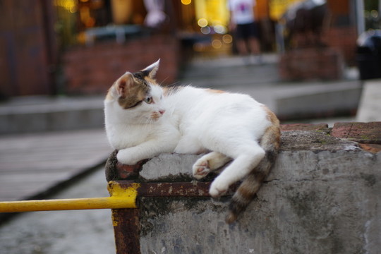 貓