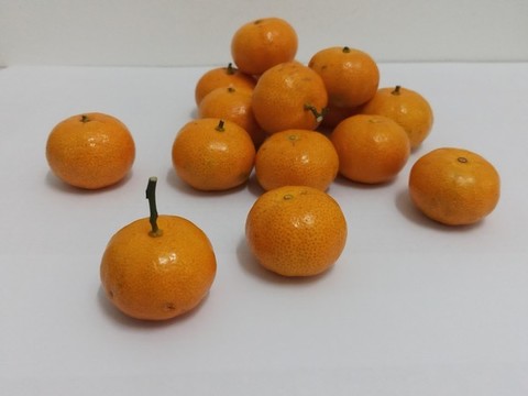 沙糖桔