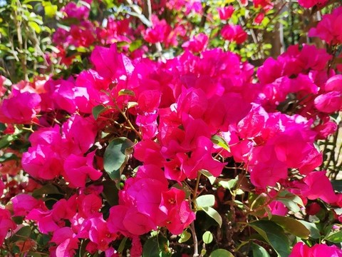 深圳市市花簕杜鵑