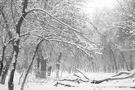 雪樹