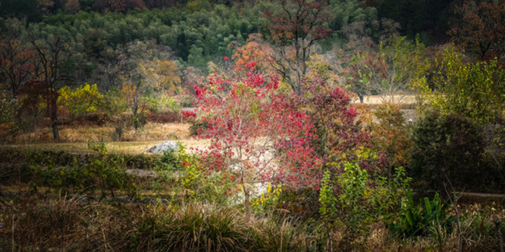 紅葉羅田九資河