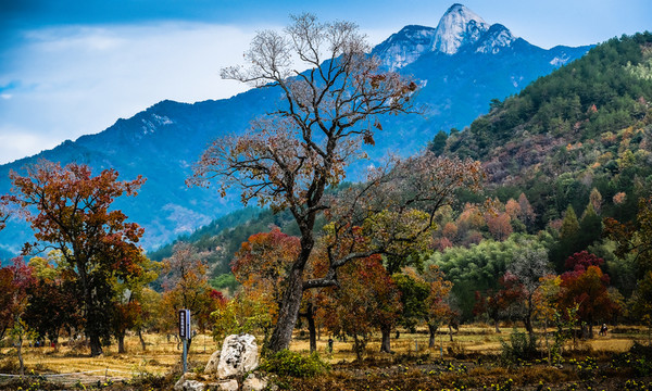 紅葉圣人堂藍(lán)天羅田
