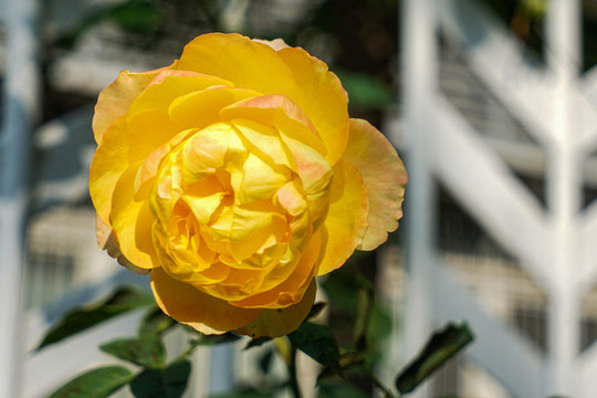 月季花黃色戶(hù)外
