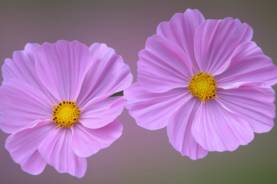 濱菊