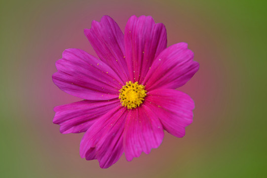 濱菊