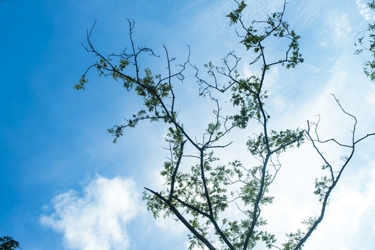 樹枝